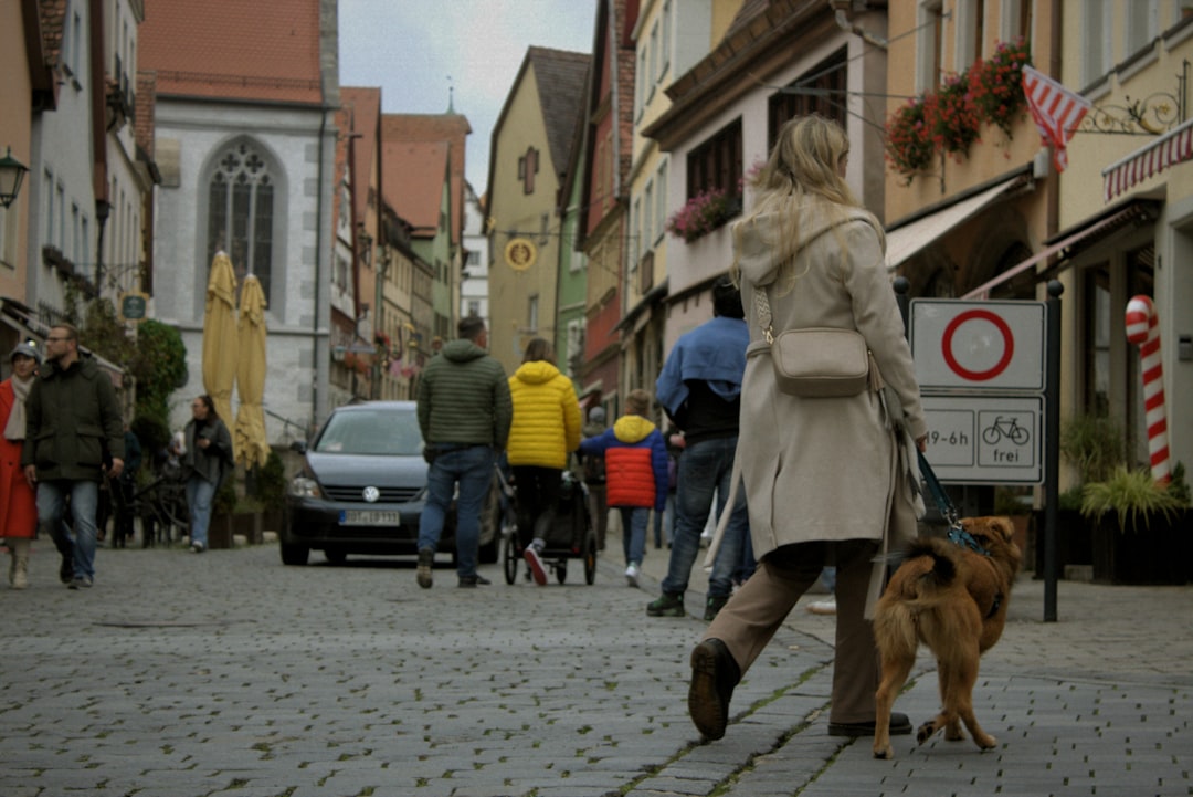 Aufmerksamer Hund in Training
